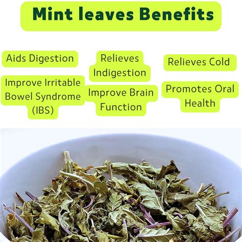 Pudina Mint Leaves Powder The Refreshing Ayurvedic Herb Benefits