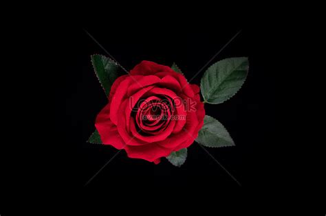 Rose Black Background Picture And HD Photos | Free Download On Lovepik