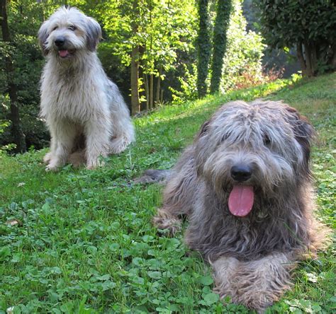 Bergamasco Sheepdog Pictures and Informations - Dog-Breeds.com