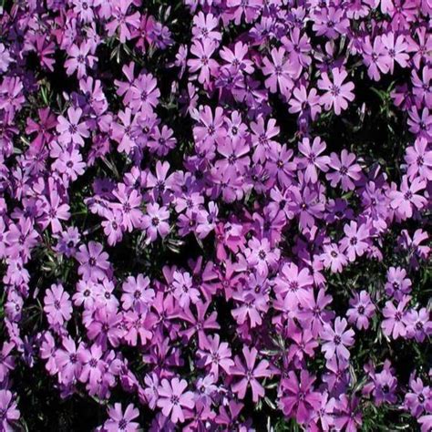 10 Uses for Creeping Phlox as a Ground Cover