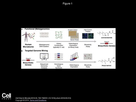 Accessing Bioactive Natural Products From The Human Microbiome Ppt