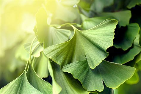 Health Benefits Of Ginkgo Biloba That Will Surprise You