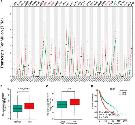 GPR37 Expression As A Prognostic Marker In Gliomas A Bioinformatics