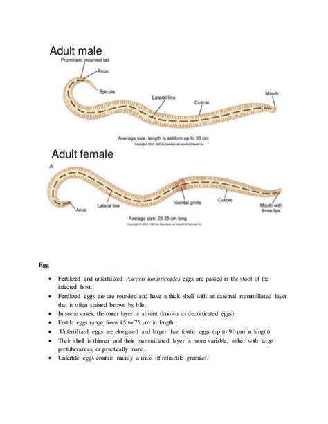 Ascaris Lumbricoides