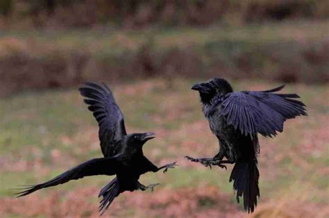 23 Fun Facts About Ravens | Feathered Mystique - Amazing Facts Home