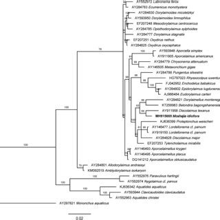 Majority Rule Consensus Tree From Bayesian Analysis Generated With 18S