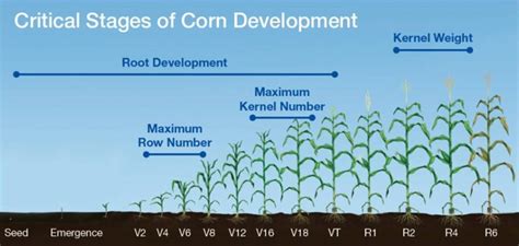 Corn Growth Stages Of V