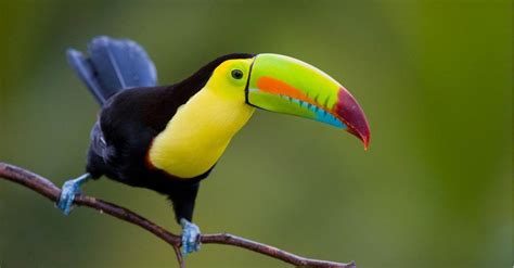 The Keel Billed Toucan: National Bird of Belize - A-Z Animals