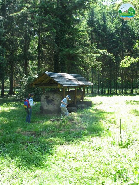 Spomenik Prirode Skupina Stabala Hrasta Lu Njaka Quercus Robur L