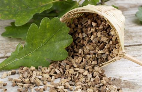 Кора дуба: лечебные свойства и противопоказания