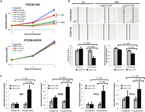 Notch3 Activation Inhibits Cell Proliferation And Migration And Download Scientific Diagram