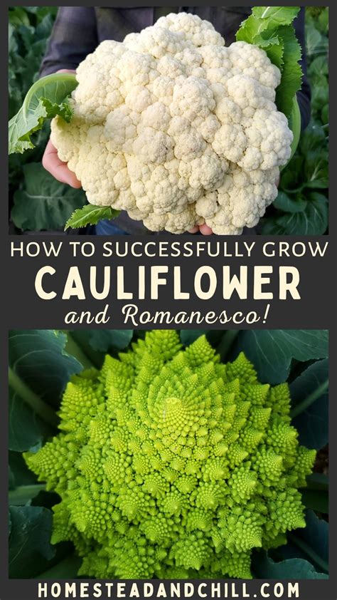 How To Grow Cauliflower From Seed To Harvest Growing Cauliflower