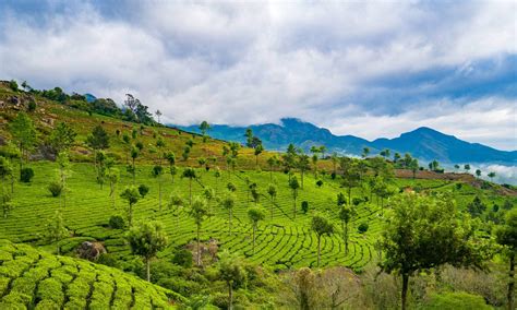 Munnar Tourism Top Tourist Places And Things To Do In Munnar Bon Travel