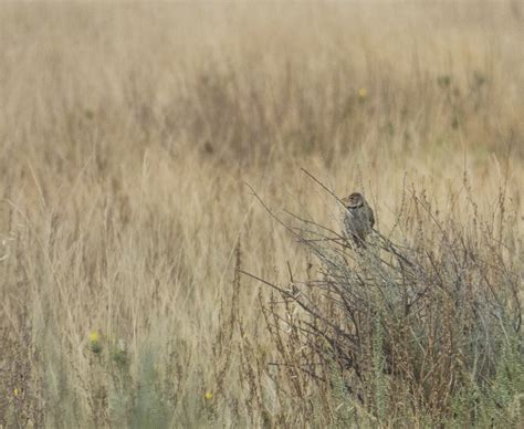 Ornitolog A Y Natura Salida Por Los Secanos De Lleida Con Ecodelta