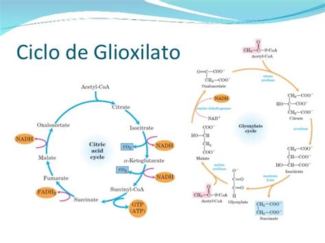 Rutas Anapleroticas Y Ciclo De Glioxilato