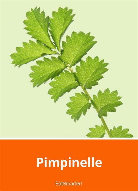 Pimpinelle
