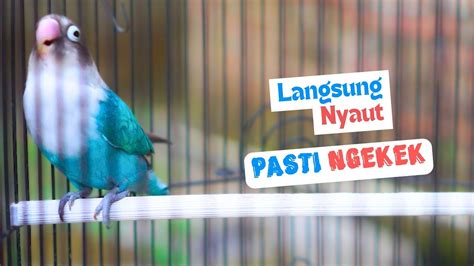 Langsung Respon Lovebird Ngekek Panjang Pancingan Ampuh Jadikan