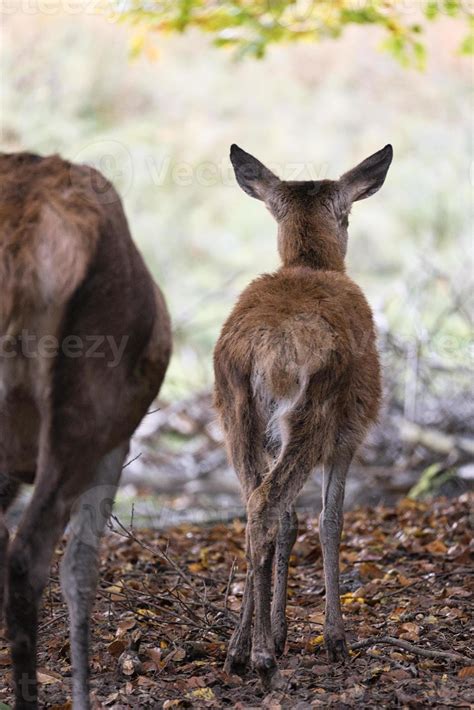 deer baby isolated in a deciduous forest. 9738560 Stock Photo at Vecteezy