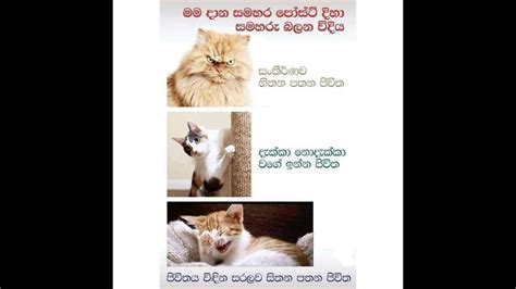 Fb Funny Post Sinhala Joke Post 13 Nittawa Youtube