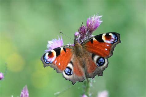 Paon Du Jour Nature Isère