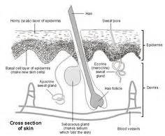 14 HS ideas | autoimmune disease, skin disorders, hidradenitis suppurativa diet