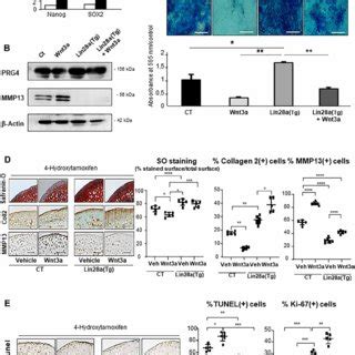 Lin28a Overexpression Increased Extracellular Matrix Production In