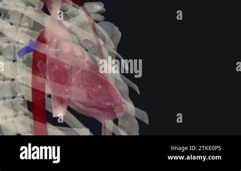 The axillary artery is a large muscular vessel that travels through the axilla Stock Video ...