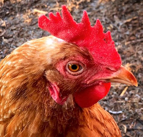 Chicken Superpower: Eyesight - Happy Wife Acres