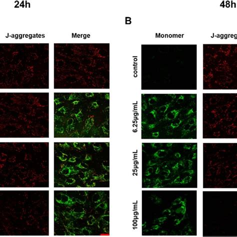 Ceo 2 Nps Induce Mitochondrial Dysfunction Arpe 19 Cells Were Treated