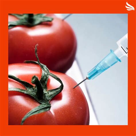 Produtos Transgênicos O Que São
