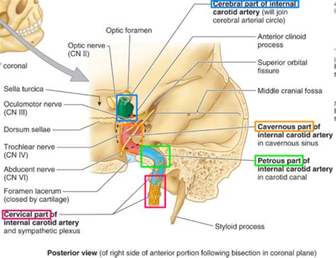 Vasculature Of The Cns Flashcards Quizlet