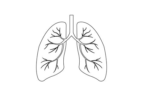 Human Lungs Outline Icon On White Background Education Illustration