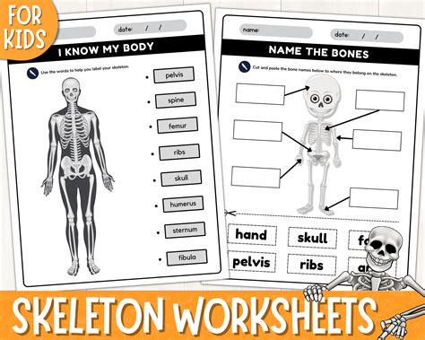 Human Skeleton Labelling Sheets Sb7889 Sparklebox Worksheets Library