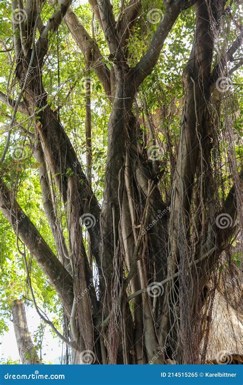 Close Up Of The Hanging Aerial Roots Of Ficus Benghalensis Commonly