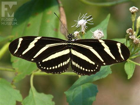 Zebra Longwing – Exhibits