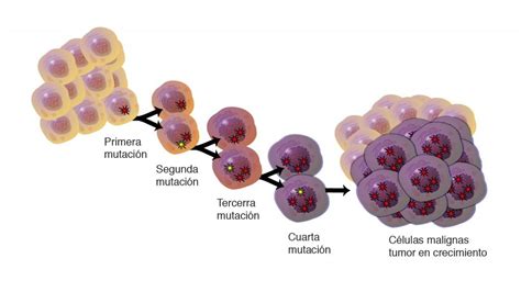 Descubren un mecanismo para controlar la división celular de tumores