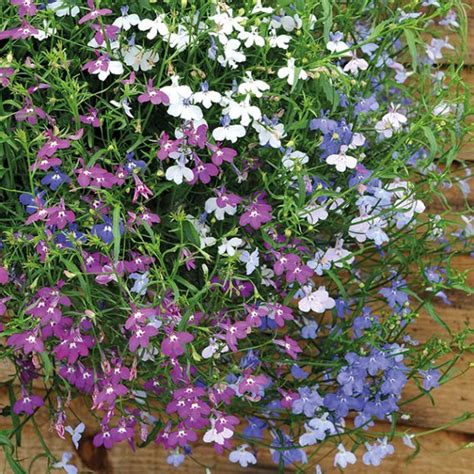 Lobelia Erinus Pendula Cv Lobelia Colour Cascade Seeds X30 Ole