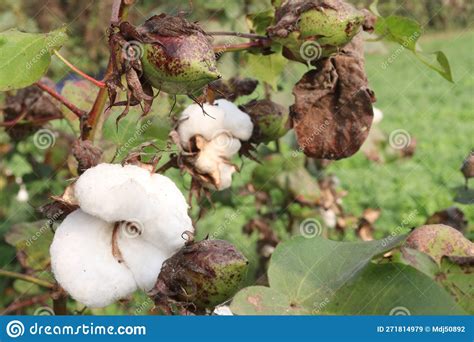 Peruvian Pima Cotton On Tree In Farm Stock Image Image Of Nature