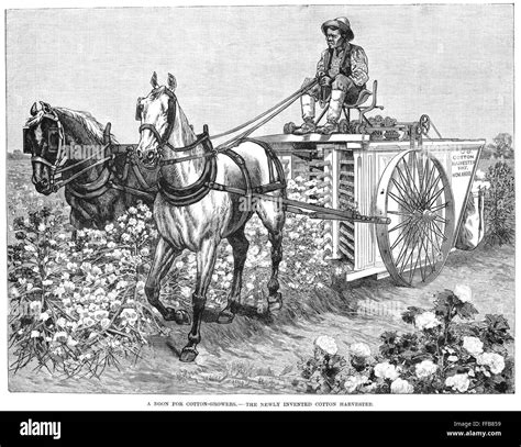 Cotton Harvester Na Field Hand In The American South Harvesting