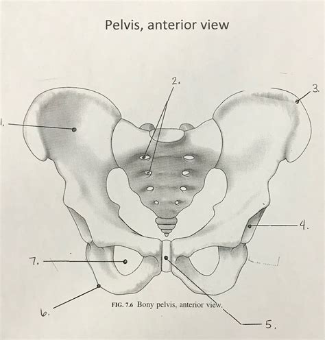 Pelvis, Anterior View Diagram | Quizlet