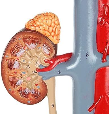 Axis Scientific Anatomy Model Of Male Urinary System Urinary System