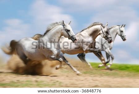 Three Horses Running Stock Photos, Images, & Pictures | Shutterstock