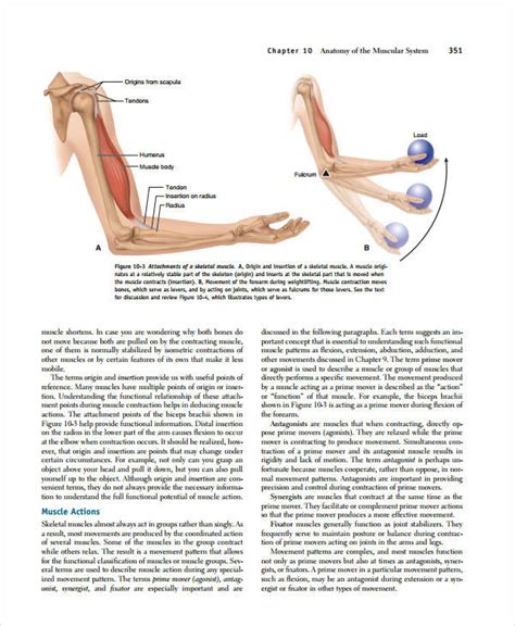 Printable Muscle Anatomy Chart - Free Printable Charts