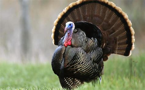 turkey, Bird, Wildlife, Thanksgiving, Nature Wallpapers HD / Desktop ...