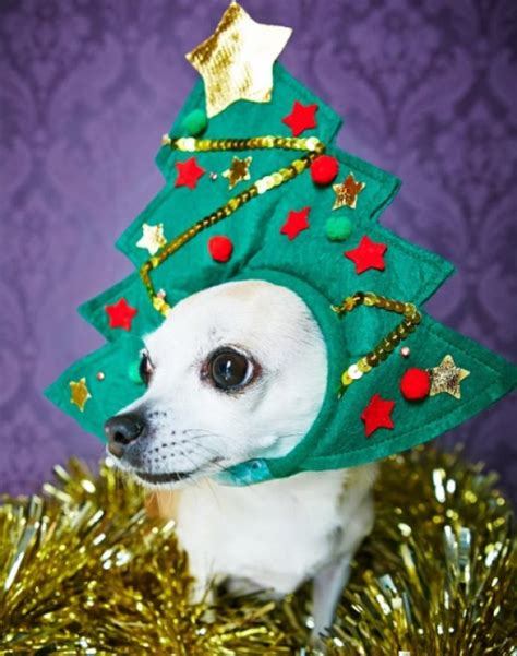 Top 10 Funny Festive Dogs Dressed As Christmas Trees