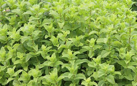 Hortelã De Leite Mentha Spicata Var Crispa Como Plantar