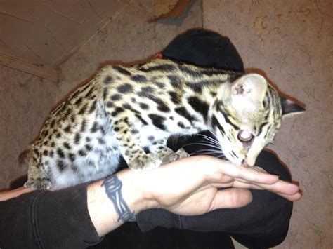 W Midlands Asian leopard cat - Reptile Forums