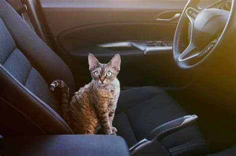 Do I Have to Use a Cat Carrier in the Car? • KittyCatGO