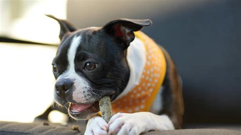 Choosing Boston Terrier Names: Tips and Unique Ideas