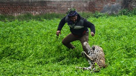 Panicked Leopard Goes On Rampage In Indian Village Cnn